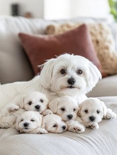 a group of small white dogs sitting on top of a couch