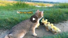 a cat is looking at some little chicks in the grass with an ad that says are you ready?