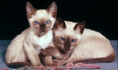 two siamese kittens are laying down on a blanket and looking at the camera