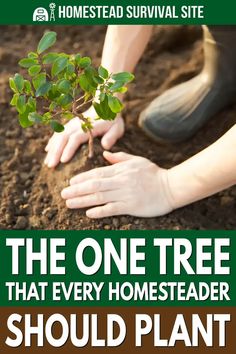 the one tree that every homeseader should plant is shown in this book cover