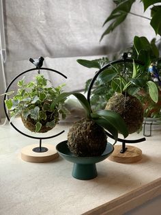 three potted plants sitting on top of a counter next to each other in small pots