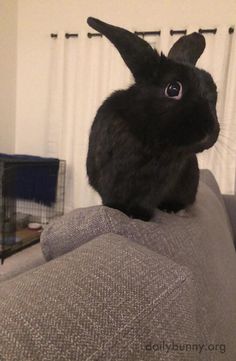 a black rabbit sitting on the back of a couch