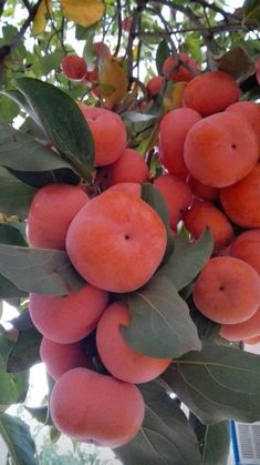 the fruit is growing on the tree and ready to be picked from it's branches