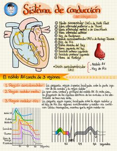 an info sheet with some diagrams about the human heart and other things to see in it