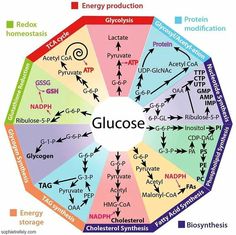 the gluose wheel is labeled in several different colors and symbols, including