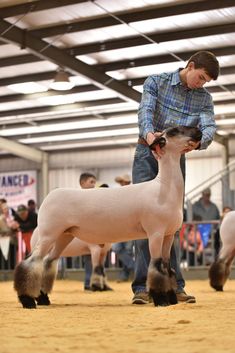 a man standing next to a white sheep on top of a dirt floor in a building