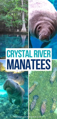 the cover of crystal river manatees is shown in four different pictures, including an elephant and other animals