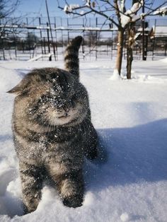 a cat standing in the snow near a tree