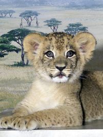 a young lion cub laying down in front of a painting