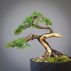 a bonsai tree in a black pot