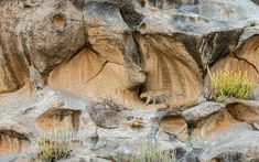 an animal standing on top of a rocky hillside next to grass and rocks with holes in it