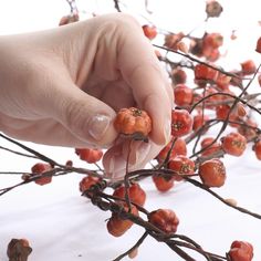 a person picking berries from a tree with no leaves on it and one hand reaching for the berry