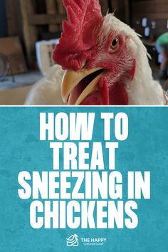 Why Is My Chicken Sneezing? | The Happy Chicken Coop