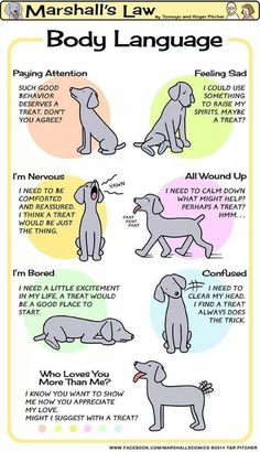 an image of dog language chart with instructions for dogs to learn how to use it