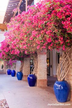 blue vases with pink flowers are lined up on the side of a building