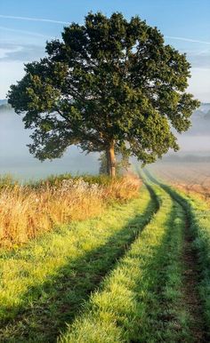 a tree on the side of a dirt road