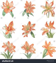 orange lily flowers with green leaves and buds on white background, watercolor painting style