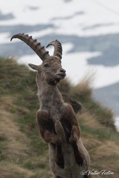 a mountain goat standing on its hind legs in the air with it's front paws up