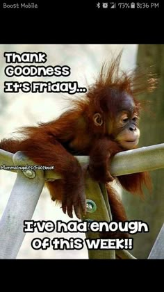 a baby oranguel hanging from a pole with the caption, thank goodness it's friday