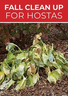 a sign that says fall clean up for hostas