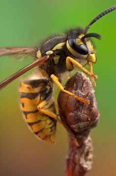 ..photo nihat... Facts About Honey Bees, Facts About Honey, Honey Bee Photos, Honey Bee Facts, Macro Fotografie, Badass Drawings, Types Of Bees, Insects Theme