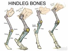 an image of different types of bones in the human body and their corresponding parts are labeled