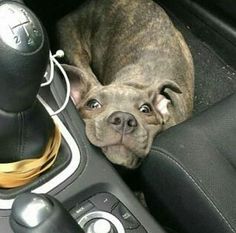 a dog laying in the center console of a car