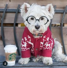 a white dog wearing glasses sitting on a bench next to a cup of starbucks coffee