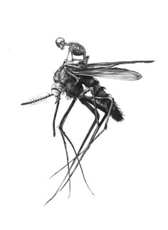 a black and white drawing of a fly with a skeleton on it's back