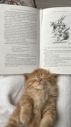 an orange kitten laying on top of a bed next to an open book with illustrations