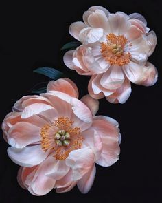 two pink flowers with green leaves on a black background