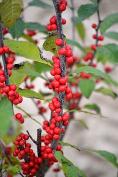 red berries are growing on the branch of a tree