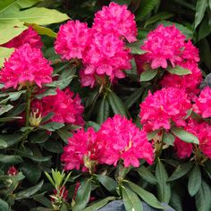 pink flowers are blooming in the garden