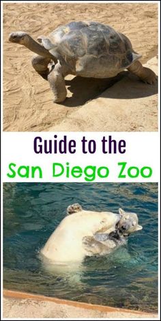 two pictures with the words guide to the san diego zoo and an image of a turtle swimming