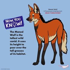 an image of a cartoon fox with the caption now you know what it is