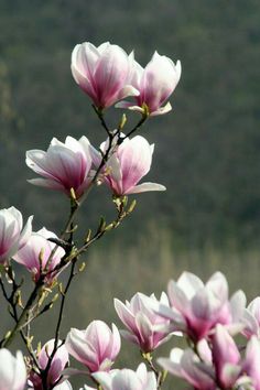 pink and white flowers are blooming on a tree branch in front of a mountain