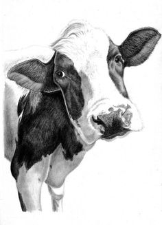 a black and white drawing of a cow looking at the camera with an ear tag