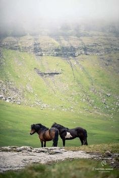 two horses standing on top of a grass covered hill next to a field with green hills in the background