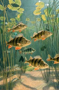 a painting of fish swimming in the water with plants and algaes around them,