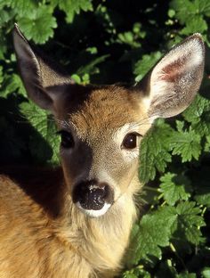 a close up of a deer with green leaves in the background