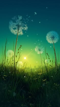 dandelions blowing in the wind on a green grass field with sun rising behind them