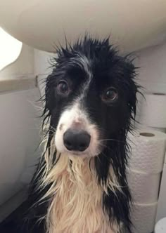 a wet black and white dog sitting on top of a toilet