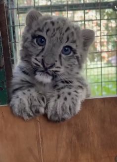 a baby snow leopard sitting on top of a wooden ledge