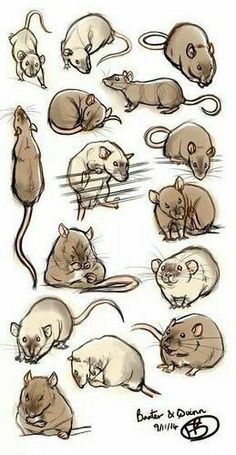 an image of various mouses in different positions and sizes, including one with its head down