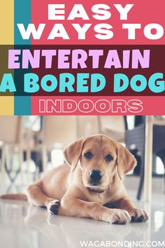 a dog laying on the floor with text overlay that says easy ways to entertain a bored dog indoors