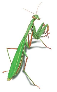 a green praying mantissa on a white background