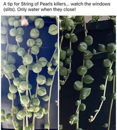 some plants that are growing on the side of a building and one is green with white flowers