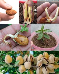 four pictures showing different stages of growing almonds from seed to budding, and in the process of being planted