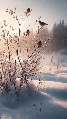 some birds are sitting on the branches of a tree in the snow at sunset or dawn