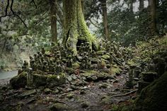 moss covered rocks and trees in the woods